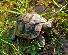 Maurische Landschildkröten | Landschildkroeten.de
