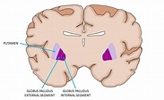 Know Your Brain: Globus Pallidus — Neuroscientifically Challenged