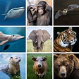 Conheça as principais características dos mamíferos - Aula de Biologia
