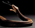Así evolucionó el veneno de las cobras escupidoras como mecanismo de ...