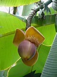 Musa X Paradisiaca ‘Dwarf Cavendish’ - Birmingham Botanical Gardens