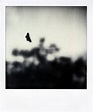Misery is a butterfly by Cyril Auvity, Photography, Instant film | Art ...