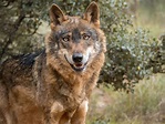 Iberian wolf portrait featuring wolf, wildlife, and iberian | Animal ...