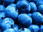 Blue Blueberry - Colors Photo (34683009) - Fanpop