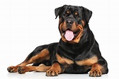 Rottweiler | Historia, Cuidados y Carácter | zooplus Magazine