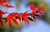 Red Leaves Fall - Free photo on Pixabay - Pixabay