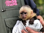 Jungle Island's Baby Monkey: Is He Rocco, Andrew Or Robert? | Miami, FL ...