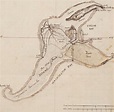 El boceto del mapa de "La Isla Misteriosa" de Verne no encuentra comprador