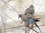 Paloma Alas Blancas | Celebrate Urban Birds