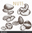 Nuts Set sketch illustration Stock Vector Image by ©alina.88@inbox.ru ...