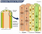 Vascular Tissue in Plants – Definition and Functions
