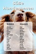Süße Hundenamen: Namensliste mit weiblichen und männlichen Namen für ...