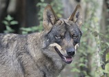 Iberian wolf - ZooChat