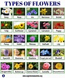Types of Flowers: List of 50+ Popular Flowers Names with Their Meaning ...