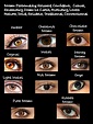 Brown Eyes | Brown eye quotes, Eye color chart, Eye color facts
