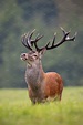 Big red deer stag standing proudly ~ Animal Photos ~ Creative Market