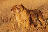 twins | Lions in Moremi N.P. Botswana | Chris vd Merwe | Flickr