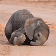 Newborn Baby Elephant 🐘 “Elephants tend to be very protective of their ...