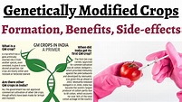 What are Genetically Modified Crops & how are they made, Comparison ...