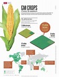 Achieving Proficiency: ~Genetically Modified Crops~