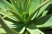 Aloe vera : características, signifcado, cuidados y cultivo del aloe vera