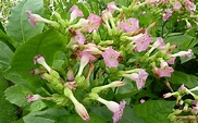 Medicinal Use of Tobacco - Nicotiana Tabacum (Solanaceae) | Herbs and ...