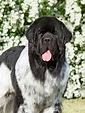 Newfoundland Dog Breed Information & Characteristics