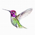 Hummingbird Drawing Easy at GetDrawings | Free download