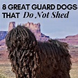 8 Awesome Guard Dog Breeds That Do Not Shed Much - PetHelpful