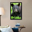Portrait of a Black Bear at the Alaska Black Framed Wall Art Print ...