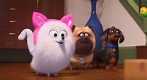 La vida secreta de tus mascotas 2 - Gidget quiere ser gato | Cine PREMIERE