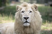 Why the White Lions are so Important to Our Survival | Top Speaker Events