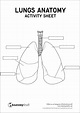 Lung Anatomy Activity Sheet PDF
