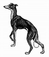 Digital Stamp Design: Free Printable Dog Breed Clip Art Greyhound Old ...