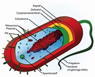 Bakterien - Gesundheit und Krankheit - Bio - Digitales Schulbuch ...