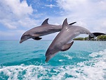 Fotografías de carismáticos delfines en el oceano
