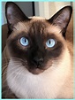 Siamese Cats For Sale Uk