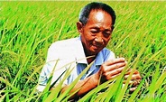 袁隆平的水稻是世界上现存水稻产量最多的吗？ - 知乎