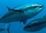 Nueve preguntas esenciales sobre el atún | BIG FISH | 360°