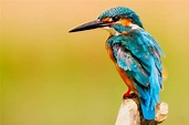 1000+ Beautiful Exotic Birds Photos · Pexels · Free Stock Photos