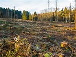 Kahlschläge am Bergerbach - Umweltskandal im Nationalpark EifelWälder ...