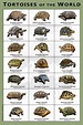 Tortoises of the World Art Print / Field Guide - Etsy | Tortoises, Pet ...