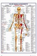 Anatomie Menschlicher Körper : Blutkreislauf des Menschen (Illustration ...