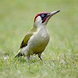 All about the Green woodpecker - GardenBird
