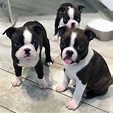 20 unbelievably cute Boston Terriers guarranteed to put a smile on your ...