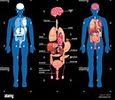 Menschliche Anatomie Layout der inneren Organe im männlichen Körper ...