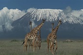 Kilimandscharo - noch mit Schnee Foto & Bild | world, natur, composing ...