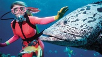 Valerie Taylor on a life full of diving adventures | news.com.au ...
