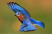 Blue Bird picture, Blue, Blue Bird, Flying, Image, Natural, Birds, #3316