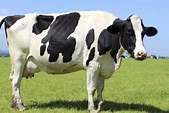 Razones científicas por las que querrás tener una vaca en casa: leche ...